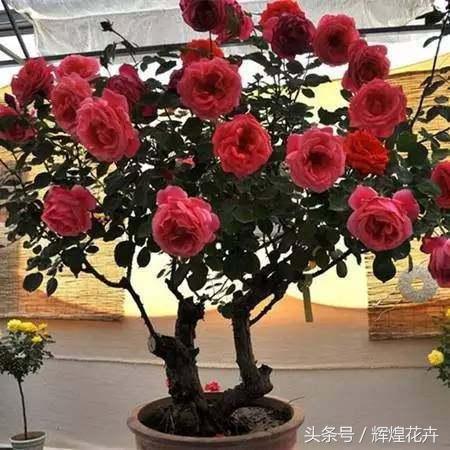 花花的种植方法_花花草种植技术_种植花花草草