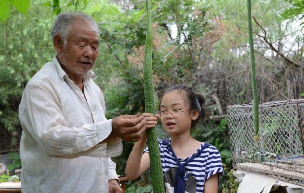 有棱丝瓜种植_棱丝瓜种植技术视频_种植棱丝瓜致富