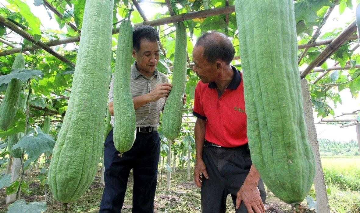 种植棱丝瓜致富_有棱丝瓜种植_棱丝瓜种植技术视频