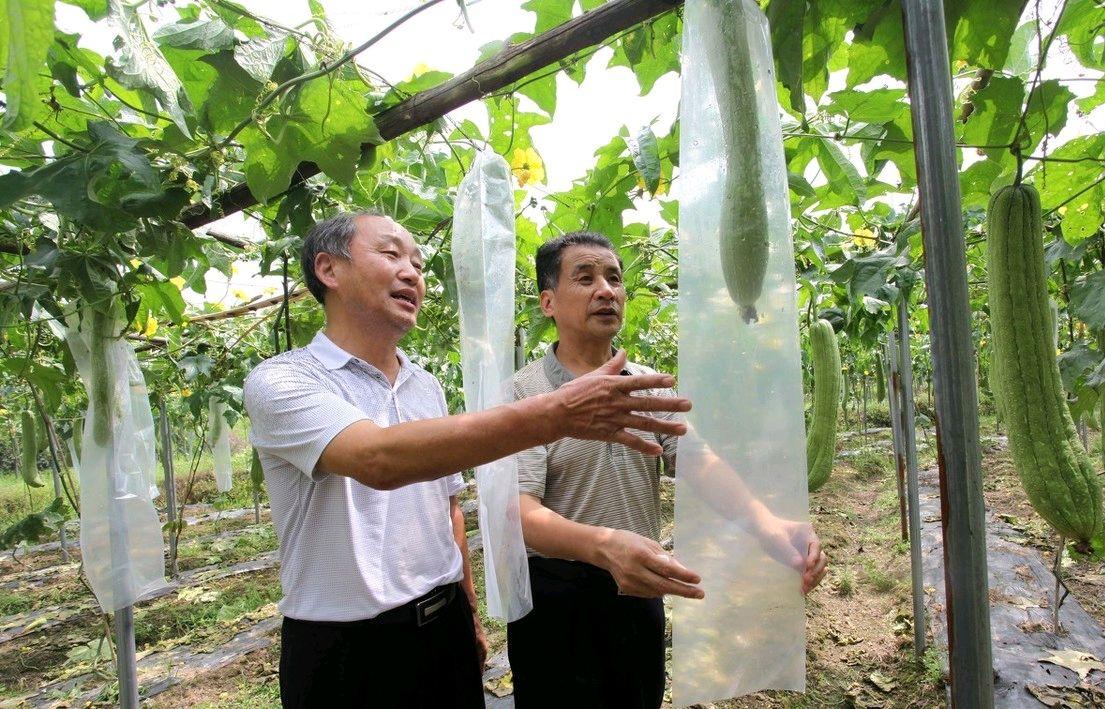 种植棱丝瓜致富_有棱丝瓜种植_棱丝瓜种植技术视频