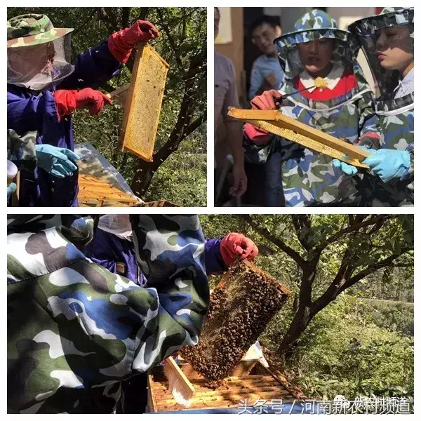 致富经深山养蜂人视频_视频致富深山养蜂人是真的吗_大山里的养蜂人视频