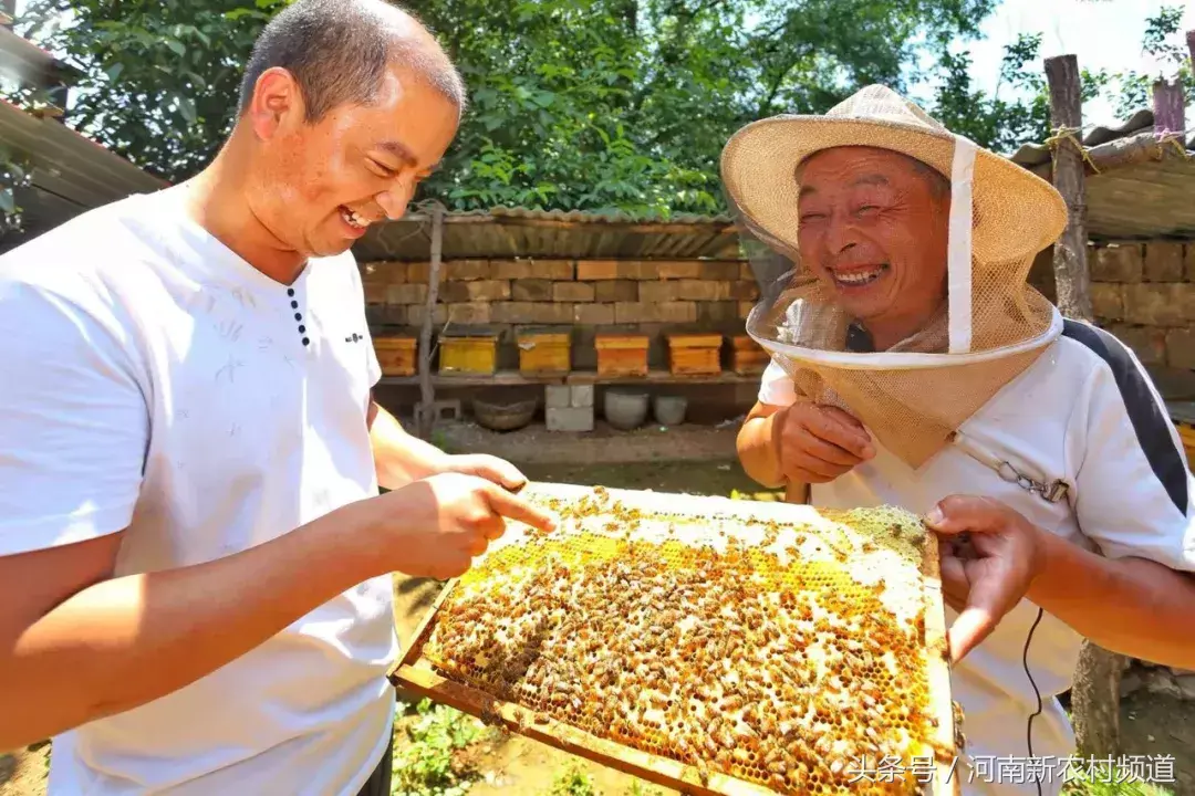 大山里的养蜂人视频_视频致富深山养蜂人是真的吗_致富经深山养蜂人视频