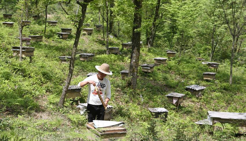 致富经深山养蜂人视频_大山养蜂视频_深山养蜂人纪录片