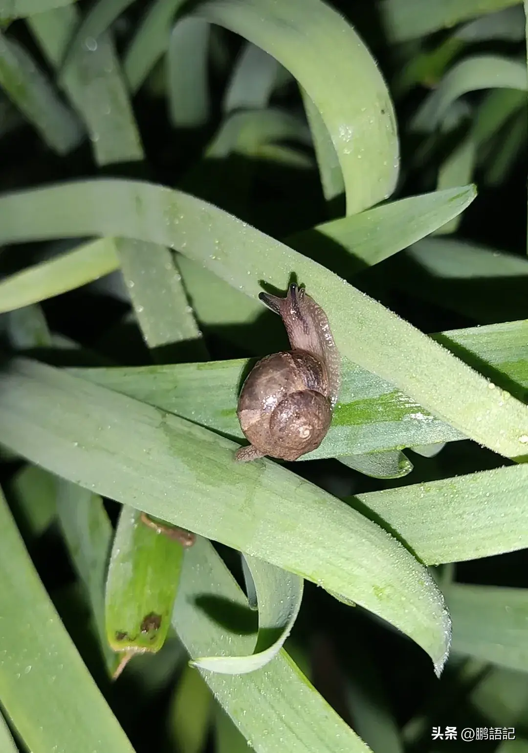 大棚种植致富方案_致富经大棚种菜技术_致富大棚种植方案怎么写