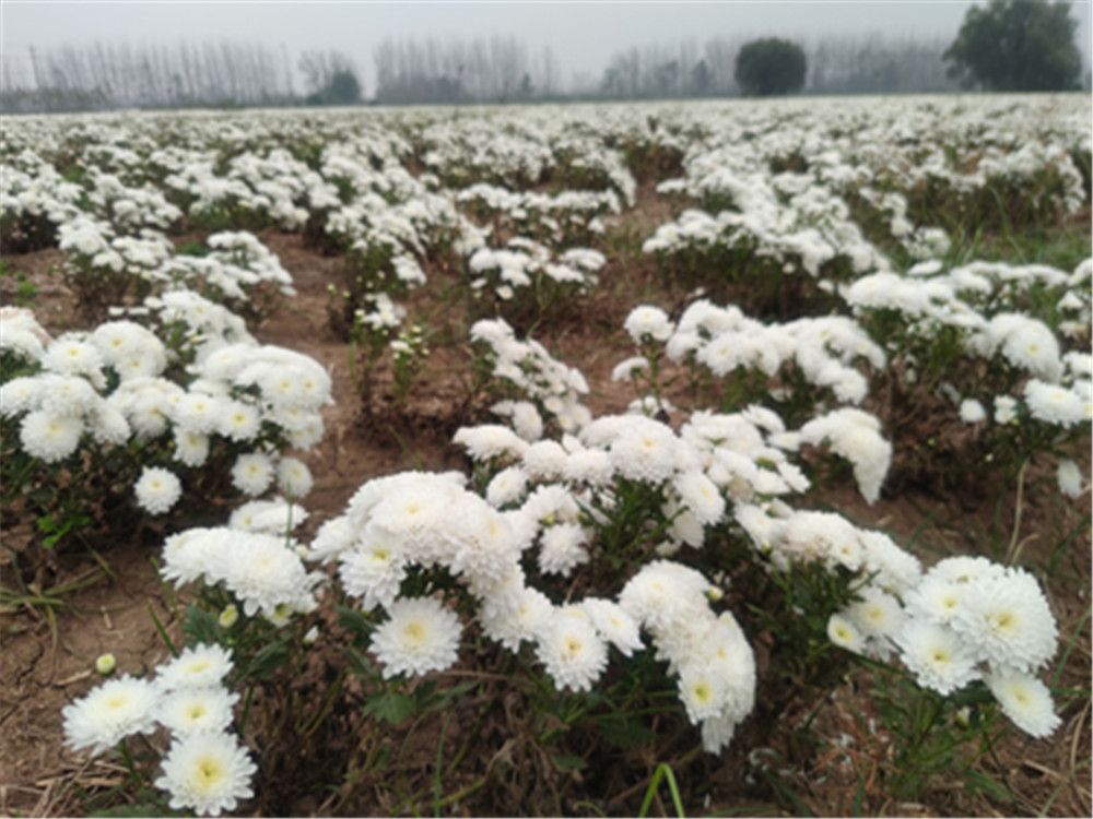 市场价格走低，菊农望“花”兴叹  菊花“残”，满地“伤”