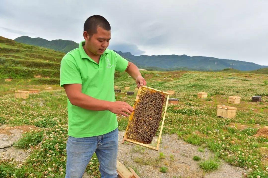 致富经深山养蜂人视频_深山养蜂人纪录片_视频致富深山养蜂人是真的吗