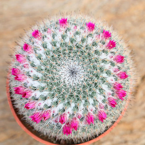 这6种仙人球开花能开一夏天