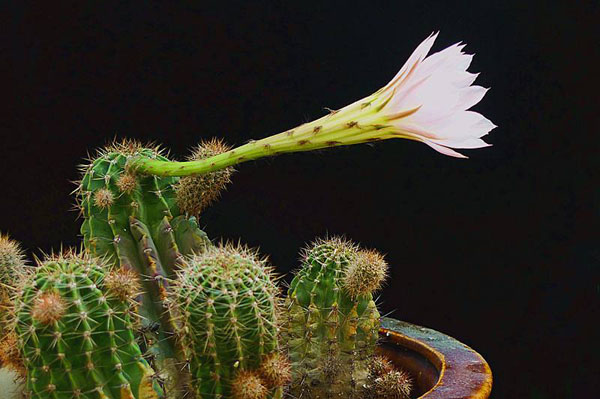 这6种仙人球开花能开一夏天