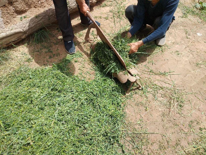 致富句子种植农业怎么说_农业种植致富句子_农业致富好项目种植