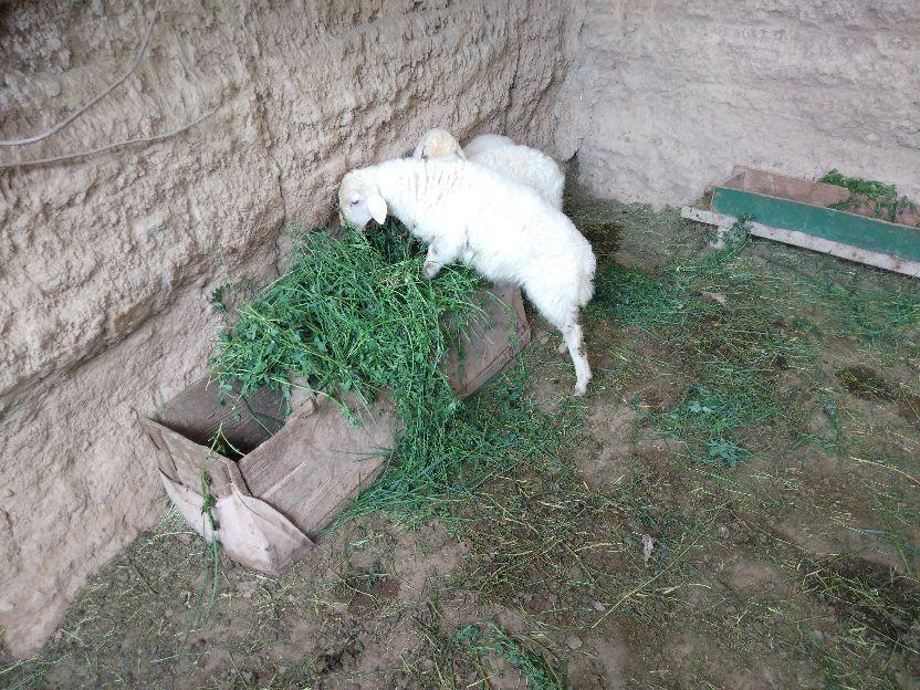 致富句子种植农业怎么说_农业致富好项目种植_农业种植致富句子