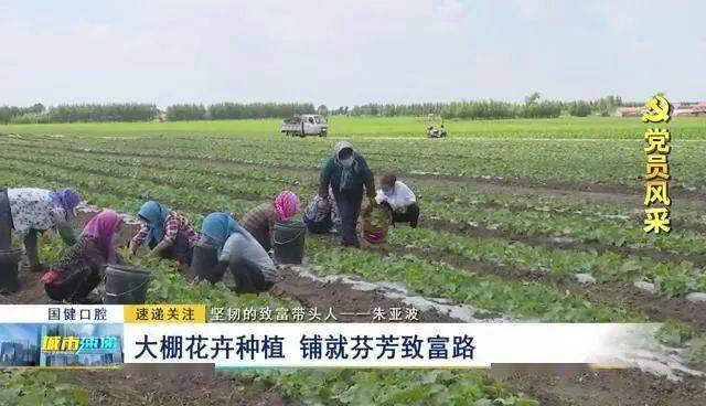 平度大棚种植致富_平度蔬菜大棚种植乡镇_山东大棚种植