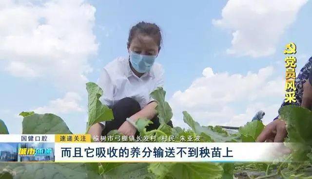 平度大棚种植致富_山东大棚种植_平度蔬菜大棚种植乡镇