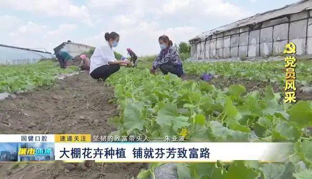 平度蔬菜大棚种植乡镇_平度大棚种植致富_山东大棚种植