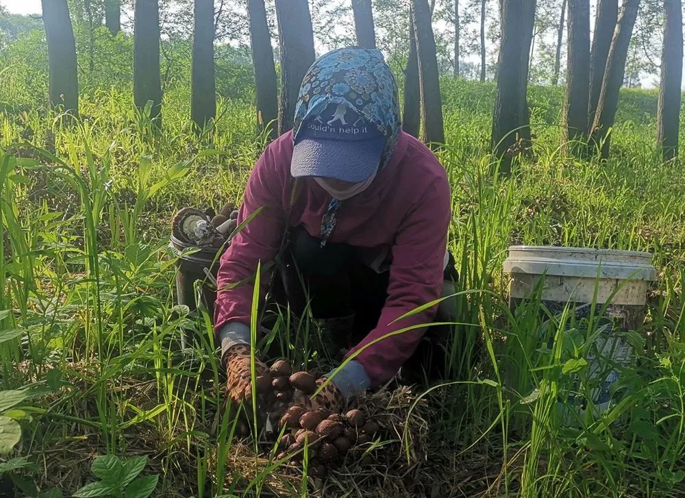 致富经农业种植视频_致富种植视频全集_农场种植致富视频