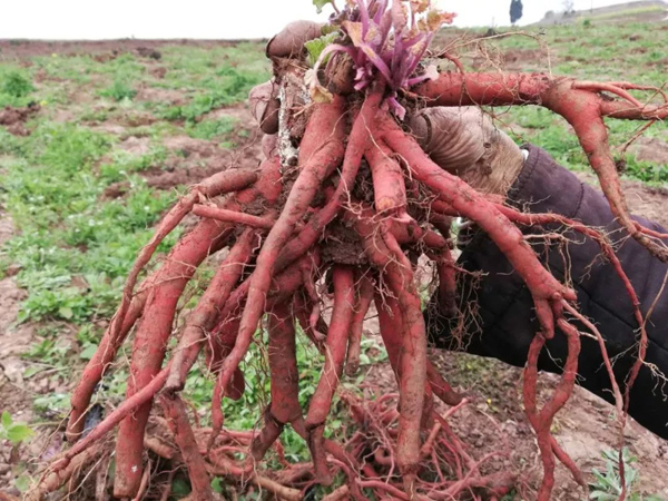 丹参怎么种植？丹参的种植时间和方法