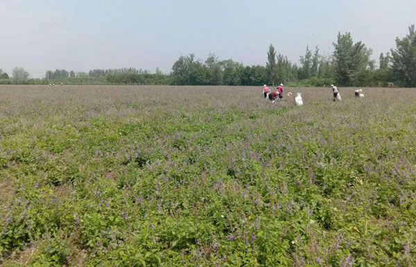 丹参怎么种植？丹参的种植时间和方法