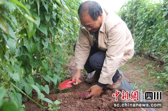 泸县：紫山药产业走出脱贫致富新道路