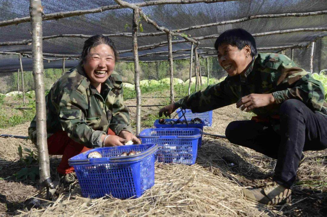 嘉荫县：长青村民的“致富菇”