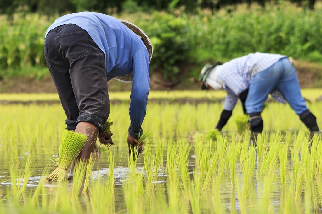 一农民种兰花十余年，最后成为兰花大户！而且还带领村民一起致富