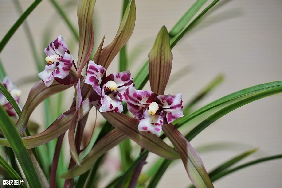 视频致富兰花种植图片_致富经兰花种植视频_兰花致富经