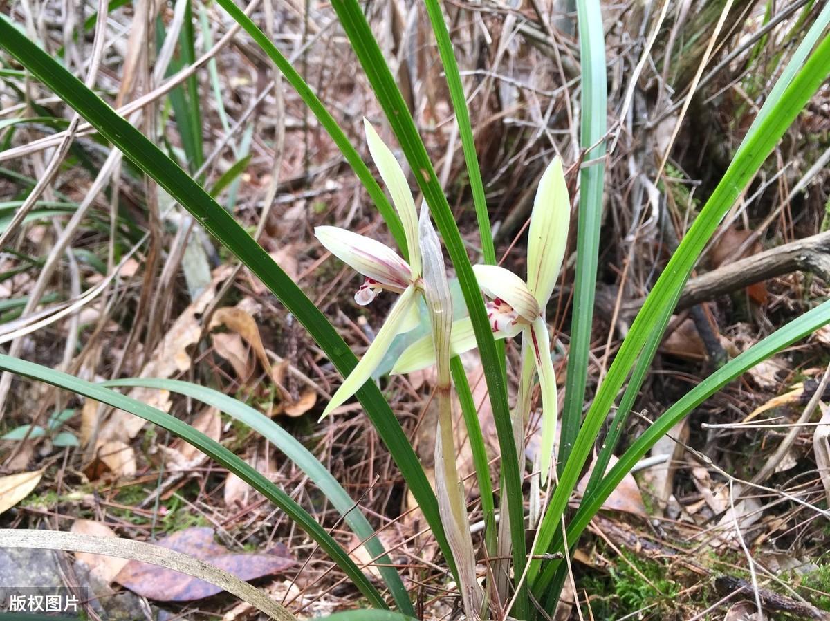 视频致富兰花种植图片_致富经兰花种植视频_兰花致富经