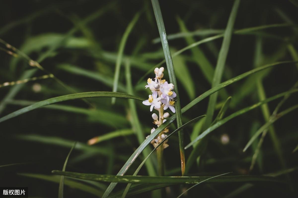 兰花致富经_视频致富兰花种植图片_致富经兰花种植视频