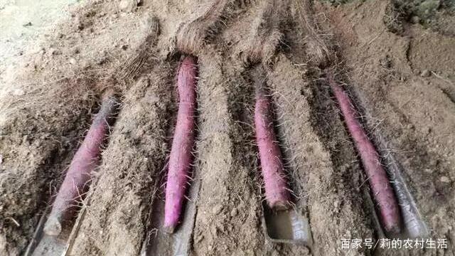 山药种植致富方法_山药种植技术致富经_致富山药种植方法视频