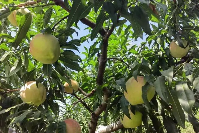 桃树种植增收致富_致富种植桃树视频_致富经桃树种植