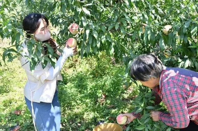 桃树种植增收致富_致富经桃树种植_致富种植桃树视频