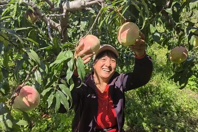 桃树种植增收致富_致富经桃树种植_致富种植桃树视频