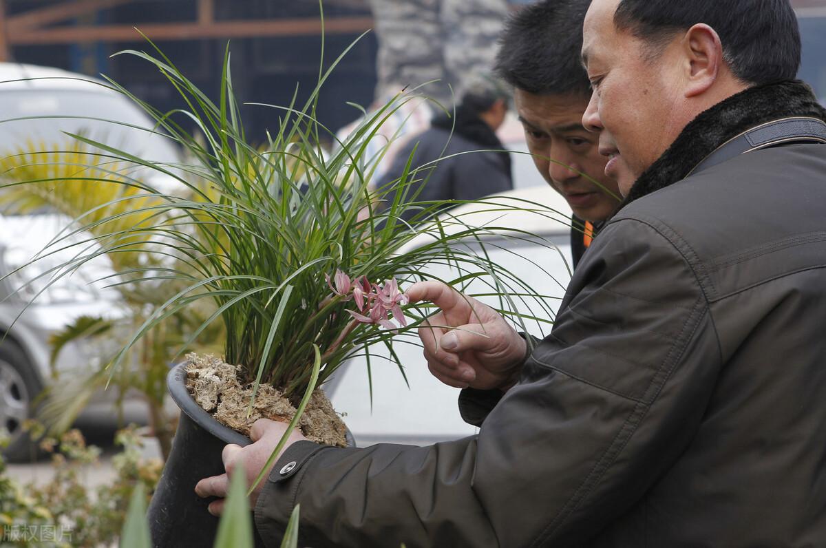 致富经兰花种植视频_中央台兰花致富视频_兰花致富经