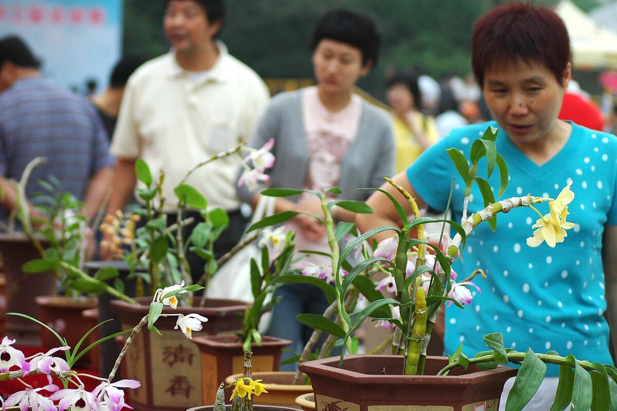 中央台兰花致富视频_兰花致富经_致富经兰花种植视频