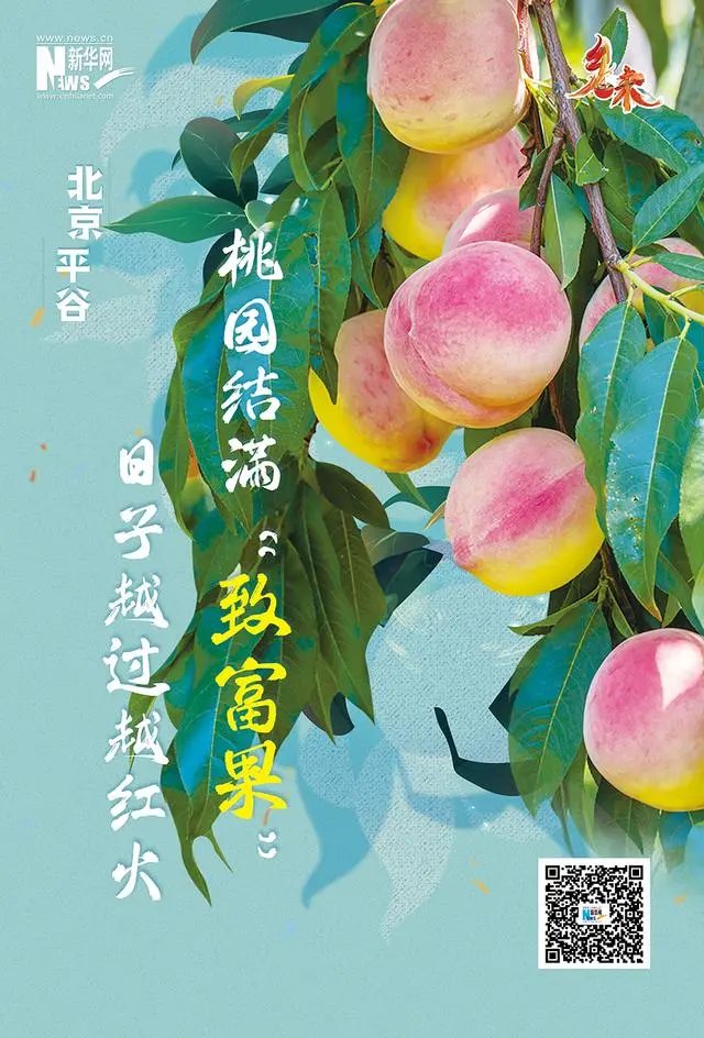 乡味｜北京平谷：桃园结满“致富果” 日子越过越红火