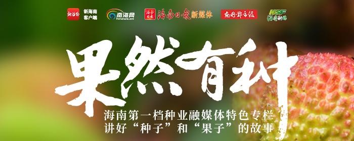 果然有种｜斑兰草的致富经①：清香飘自南洋来 斑兰在海南的“进阶路”