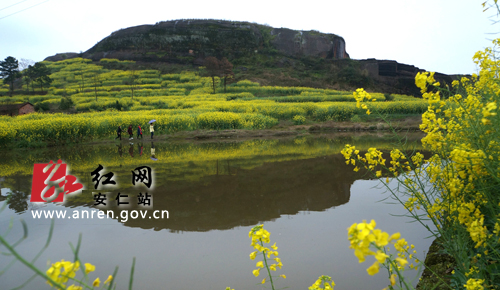 致富种植菜苗图片_菜苗种植致富_致富种植菜苗怎么样