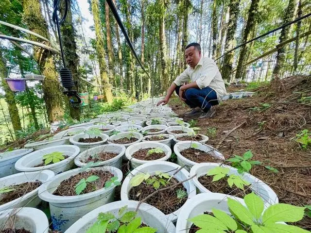 致富经种植药材视频_种植药才致富_致富经药材种植