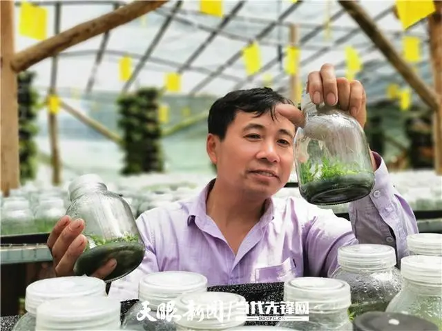 致富经药材种植_致富经种植药材视频_种植药才致富