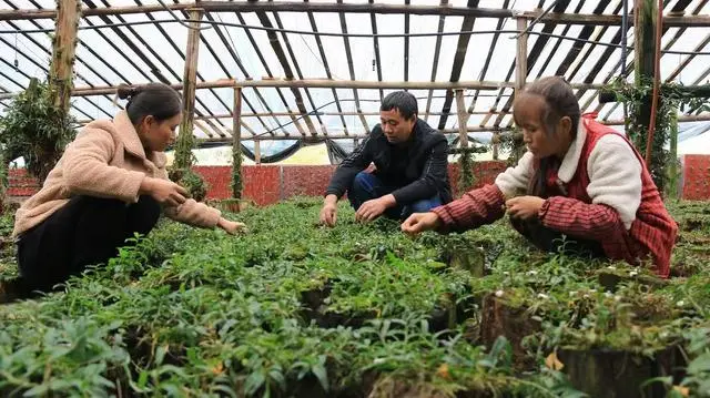 致富经种植药材视频_致富经药材种植_种植药才致富