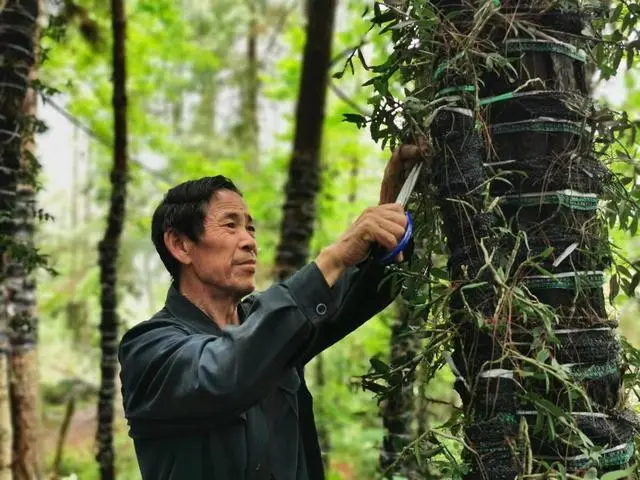 致富经种植药材视频_致富经药材种植_种植药才致富