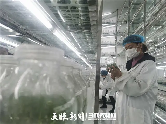 致富经药材种植_致富经种植药材视频_种植药才致富