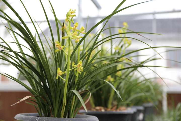 致富经兰花种植视频_中央台兰花致富视频_视频致富兰花种植教程