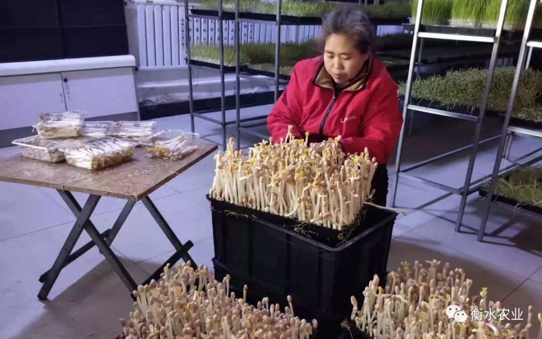 致富经农业种植视频_农致富项目_农场种植致富视频