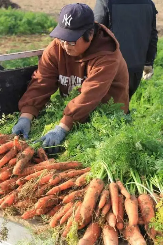 农村种大葱挣钱吗_农场大葱种植致富_农民种大葱