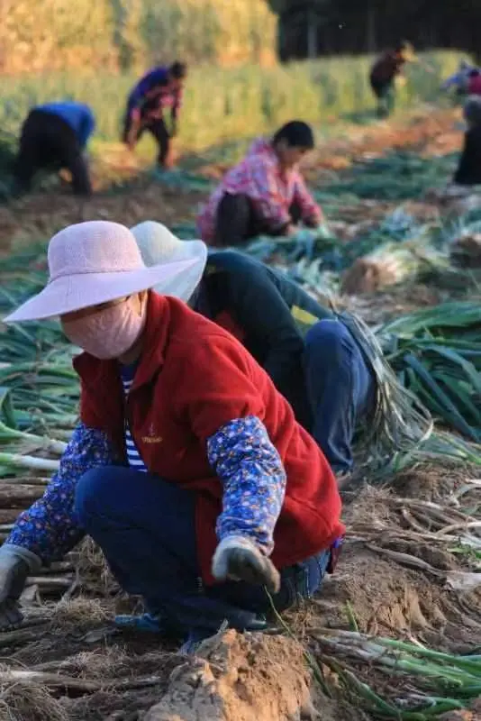 农民种大葱_农村种大葱挣钱吗_农场大葱种植致富