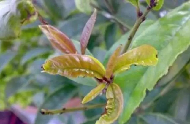 桂花树常见病虫害及其防治方法