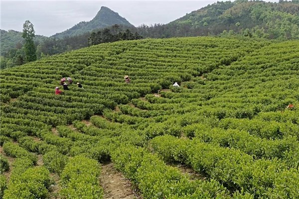 陵阳镇：念好茶叶“致富经” 打造乡村振兴绿色篇章