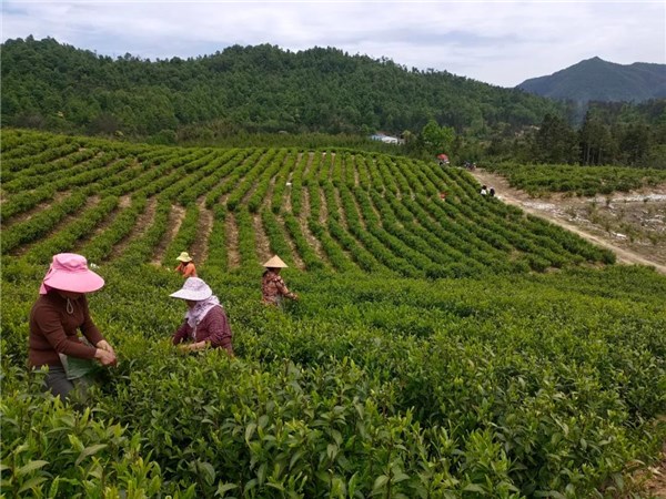 致富经茶叶_致富经茶油_致富经茶食品