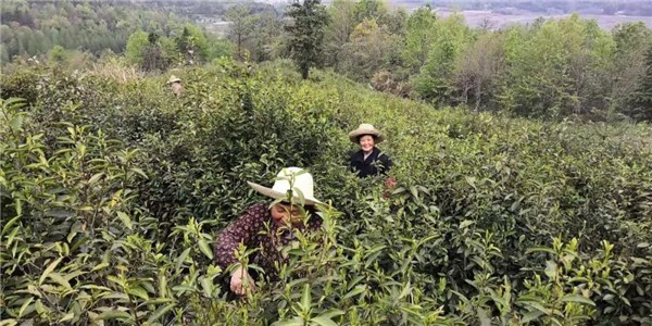 致富经茶叶_致富经茶食品_致富经茶油