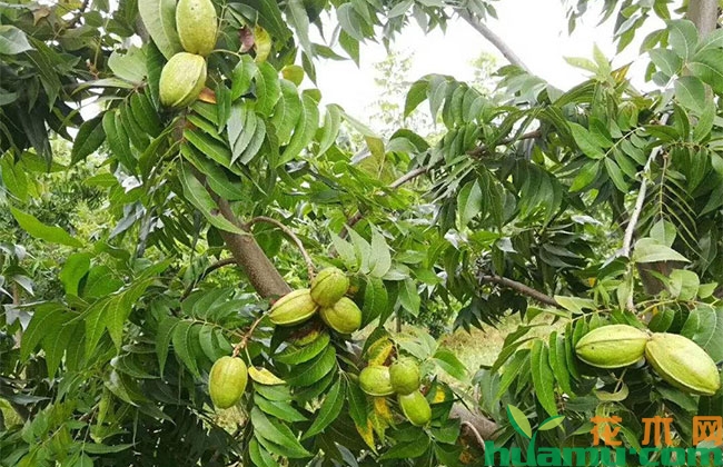 碧根果的种植管理技巧