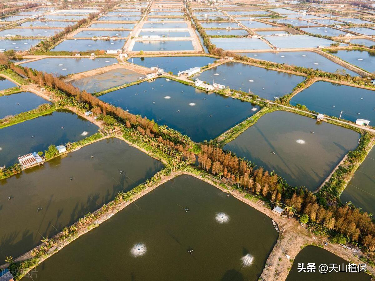 盐碱地海鲜养殖技术_海鲜养殖技术指导_海鲜怎么养殖技术